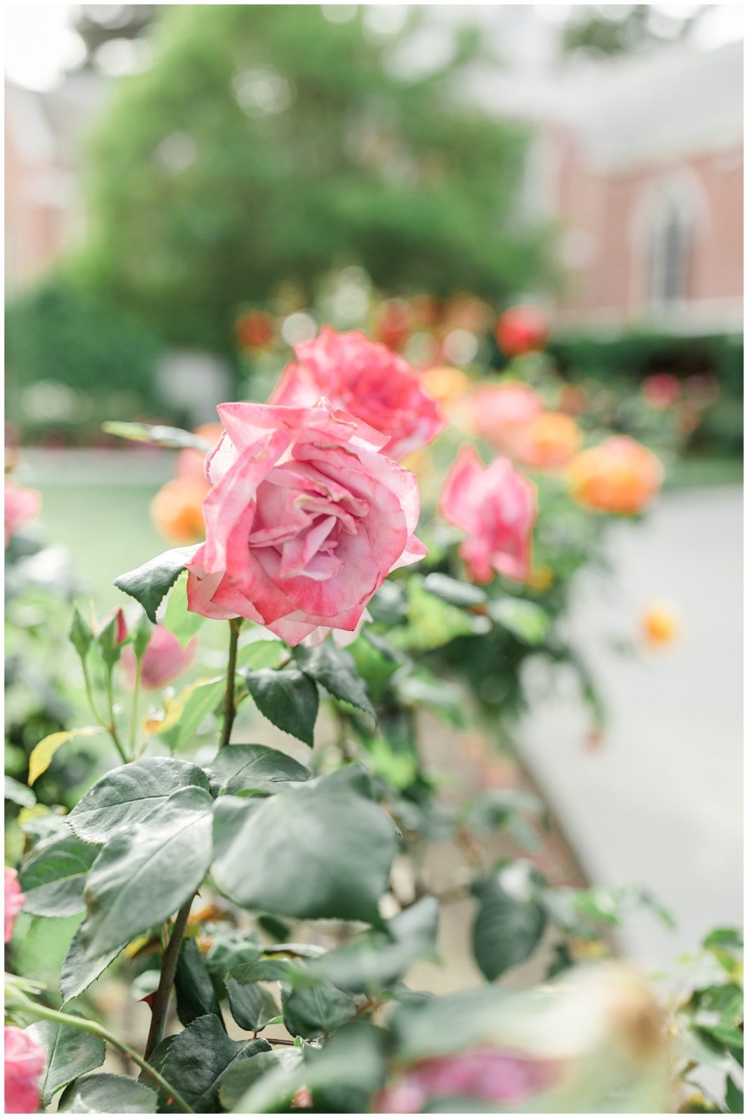 Rose Garden in Stockton CA