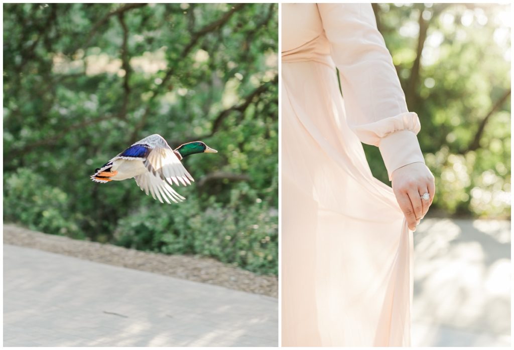 Engagement photos at UC Davis Arboretum Duck and Details