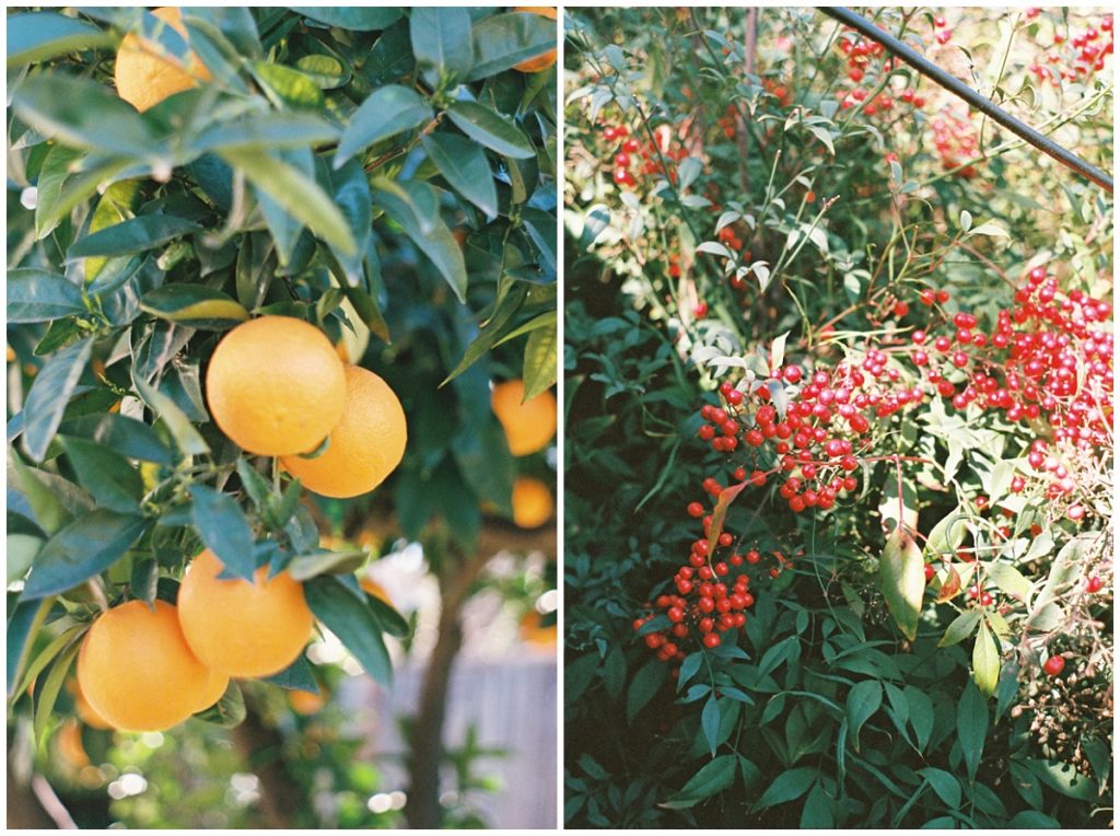 Fruits on Film