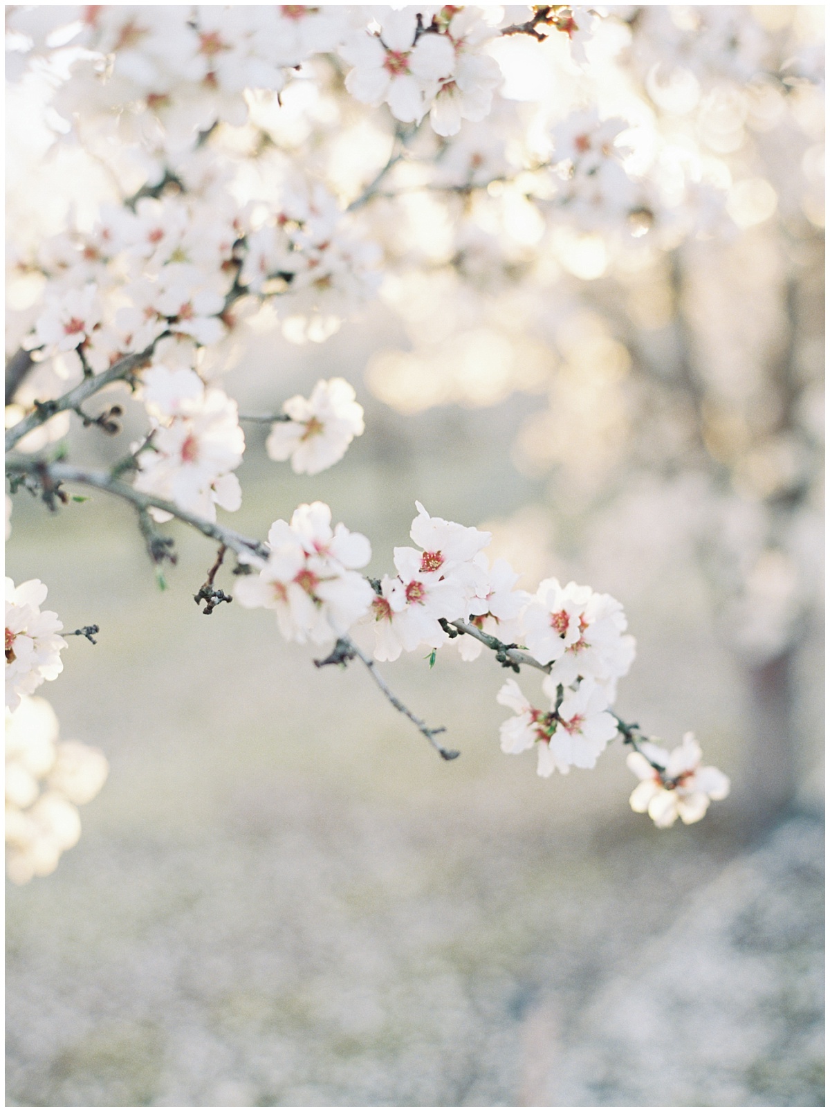 Almond Blossom in Golden R Ranch