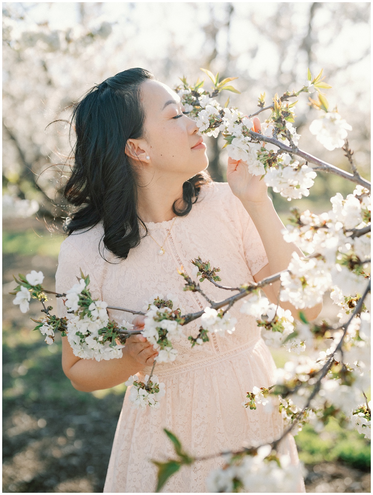 Cherry Blossom Orchard