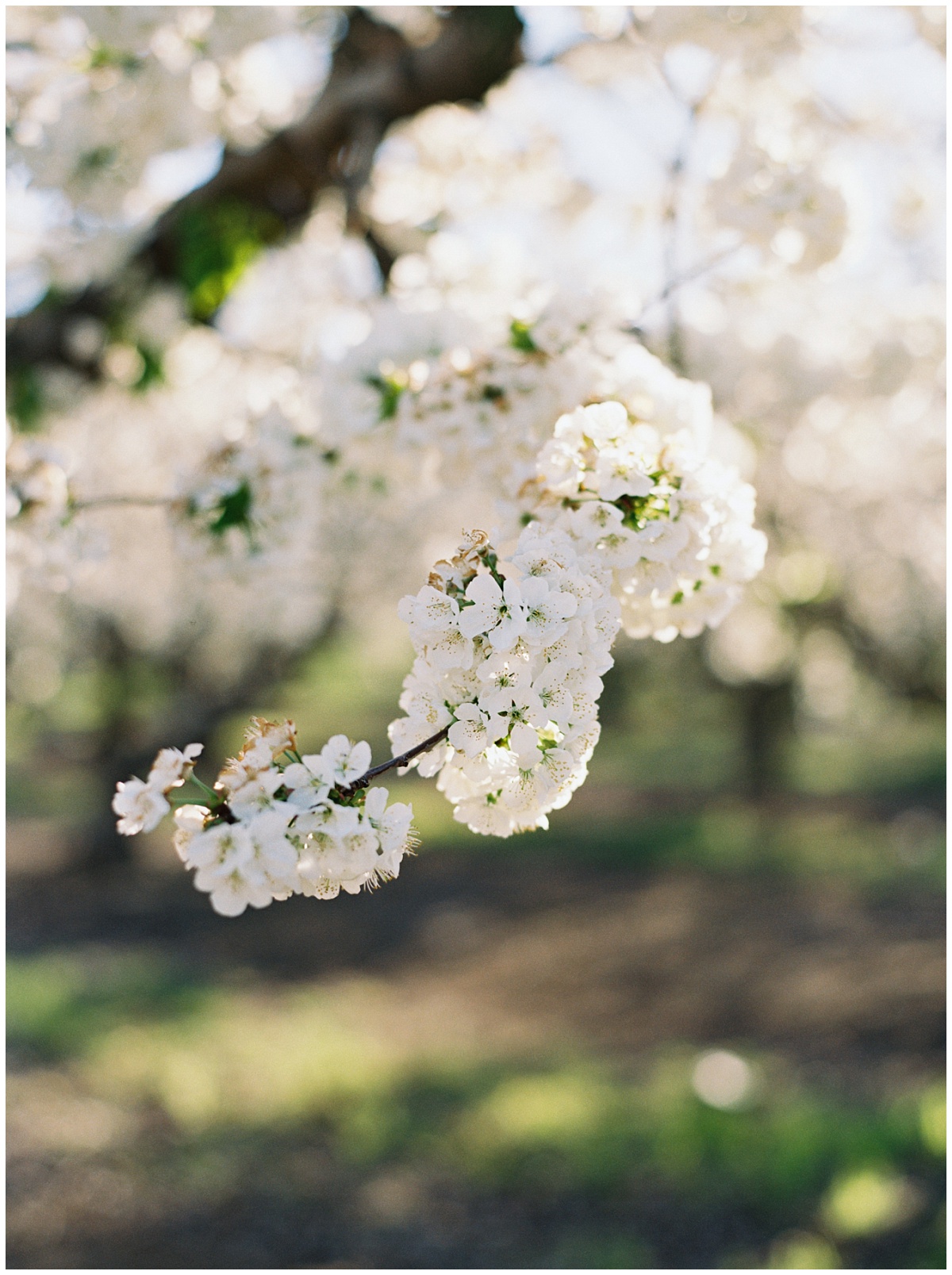 Stockton Cherry Blossom Photographer