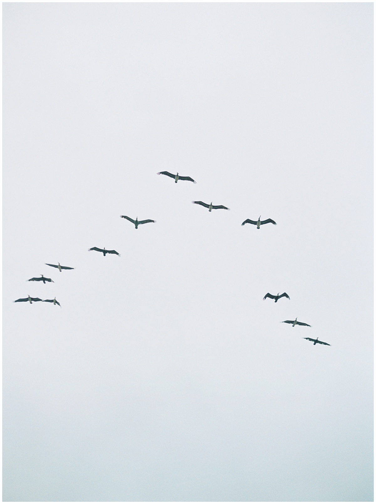 Seagulls in a row flying across the overcast sky in Pacific Grove on Film Portra 800