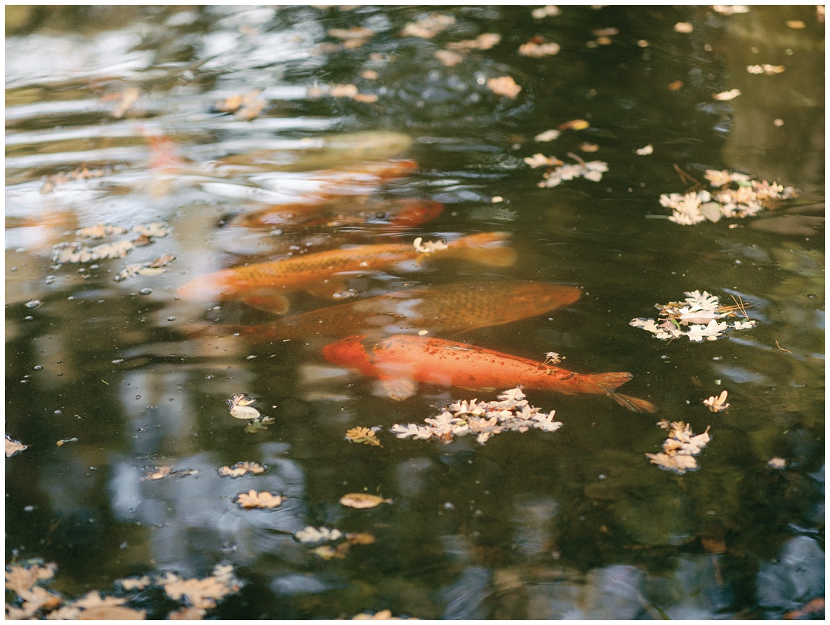 Intimate Japanese Garden Wedding Koi Fishes in Pond